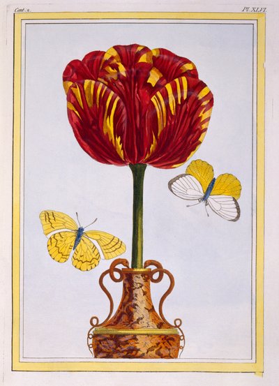 Tulipán 